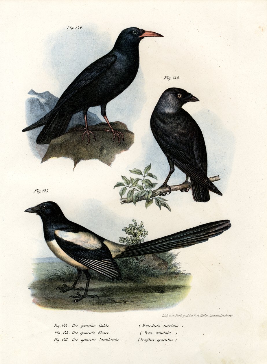 Daw, 1864 tekijältä German School