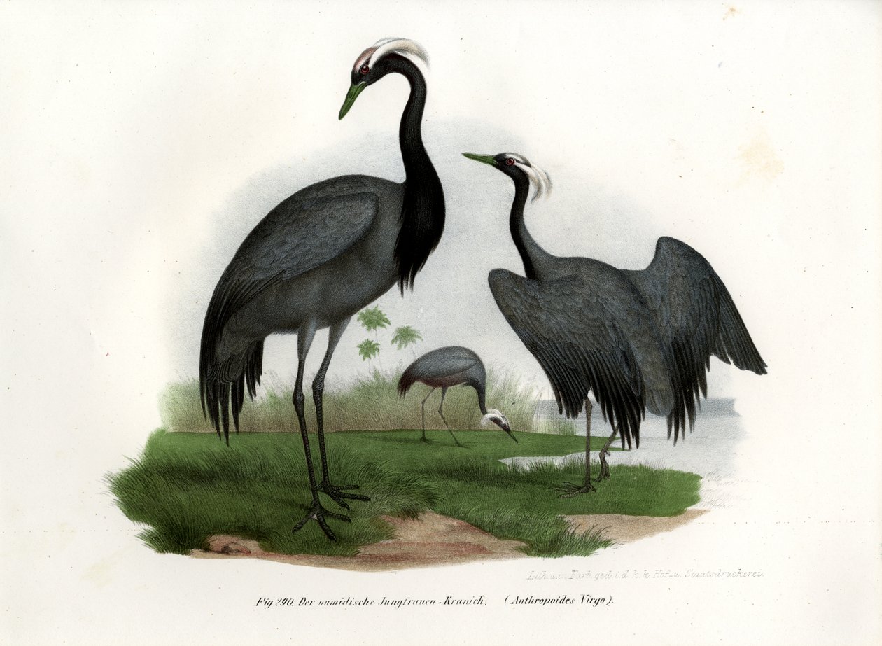Miss Crane, 1864 tekijältä German School