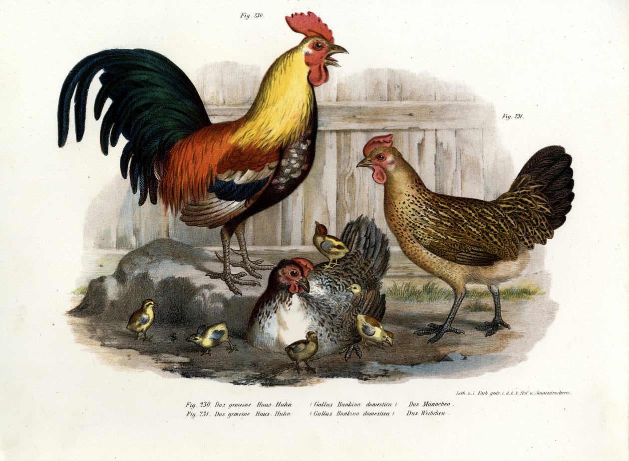 Kotilinnut, 1864 tekijältä German School