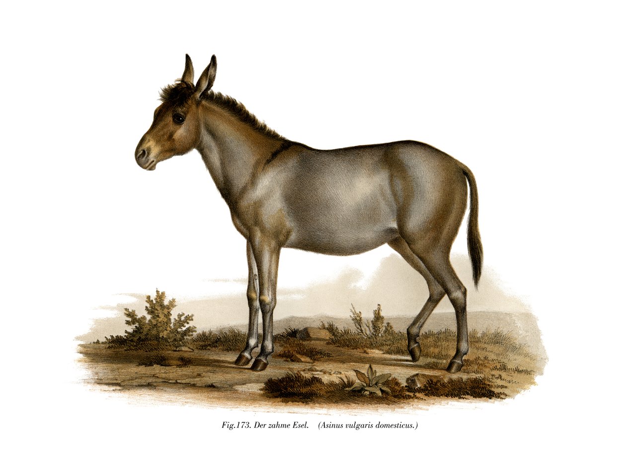 Aasi, 1860 tekijältä German School