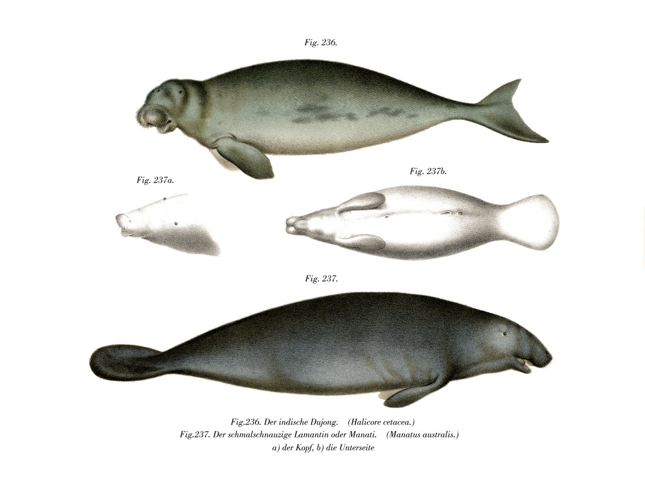 Dugong, 1860 tekijältä German School