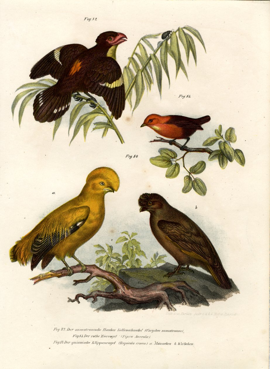 Dusky Broadbill, 1864 tekijältä German School