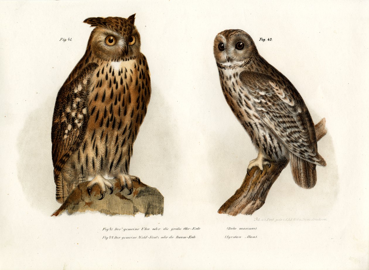 Pöllö, 1864 tekijältä German School