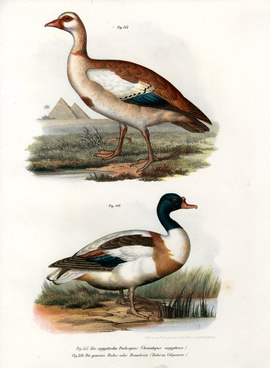Egyptinhanhi, 1864 tekijältä German School