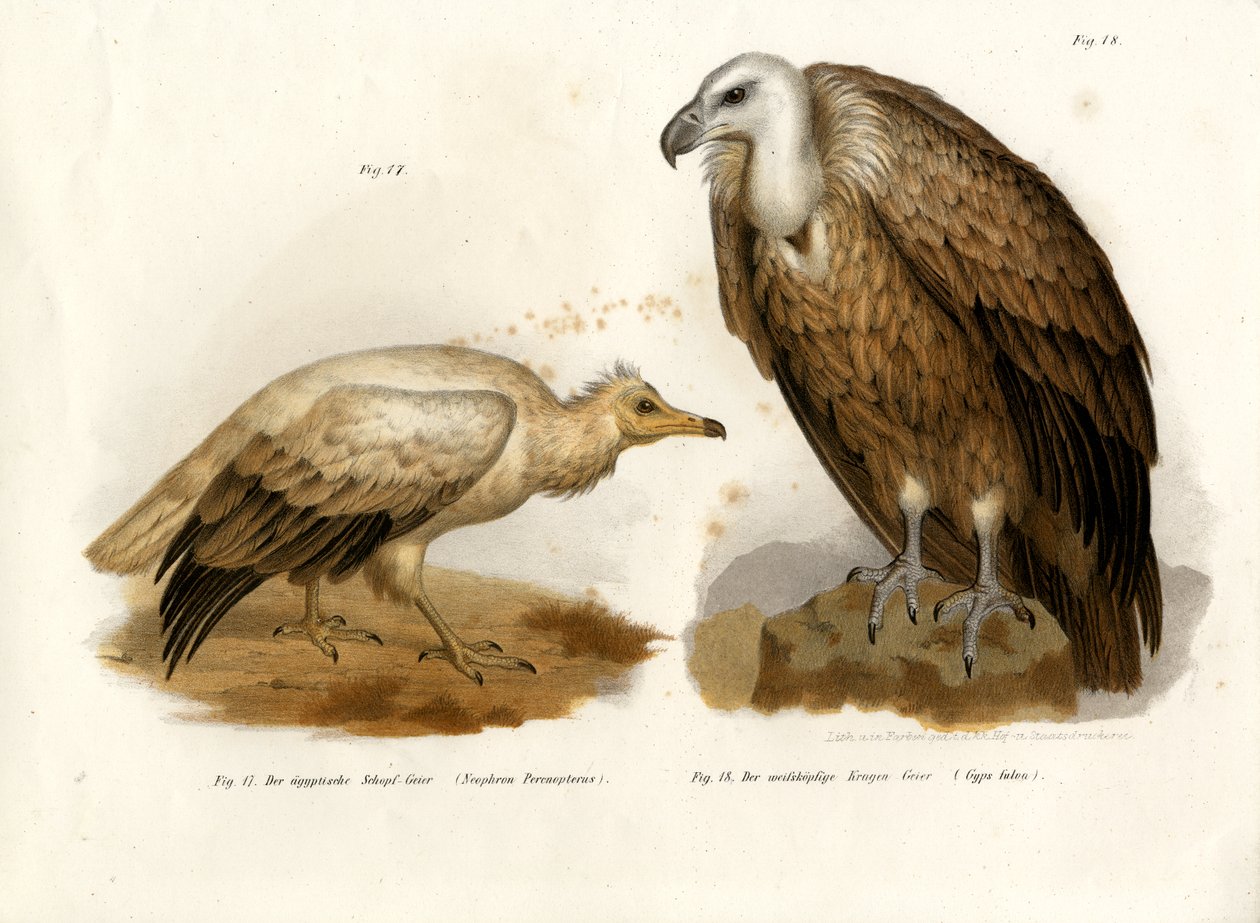 Egyptiläinen korppikotka, 1864 tekijältä German School