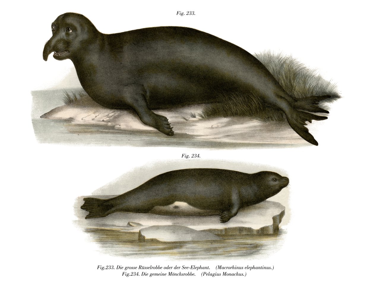 Elephant Seal, 1860 tekijältä German School
