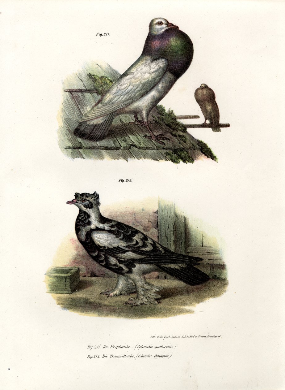 Englantilainen Cropper, 1864 tekijältä German School