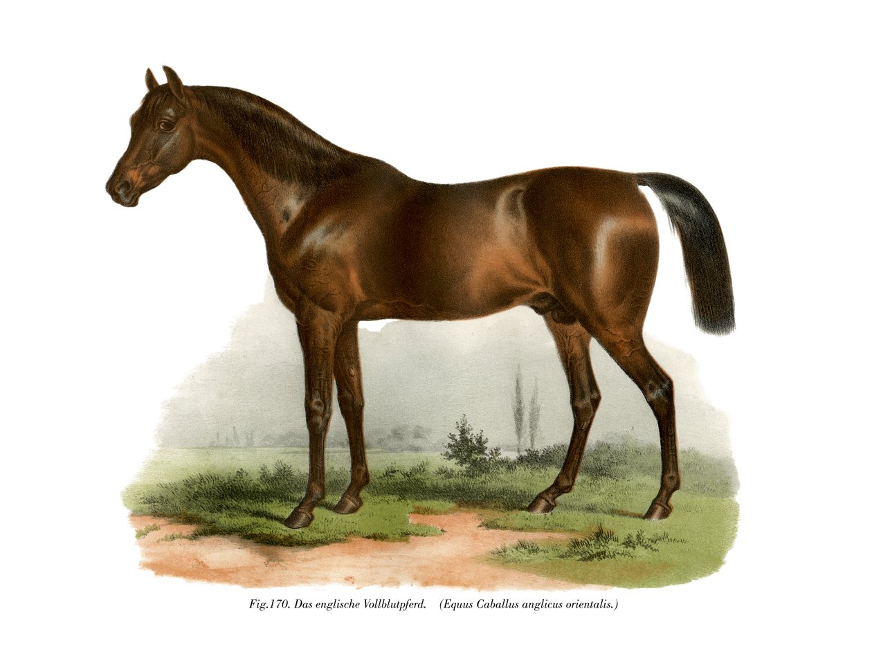 Englantilainen täysiverinen hevonen, 1860 tekijältä German School