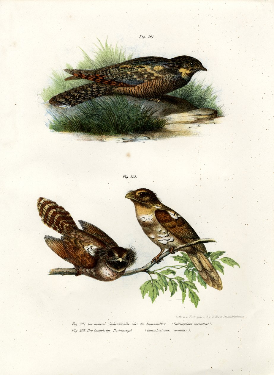 Eurasian Nightjar, 1864 tekijältä German School