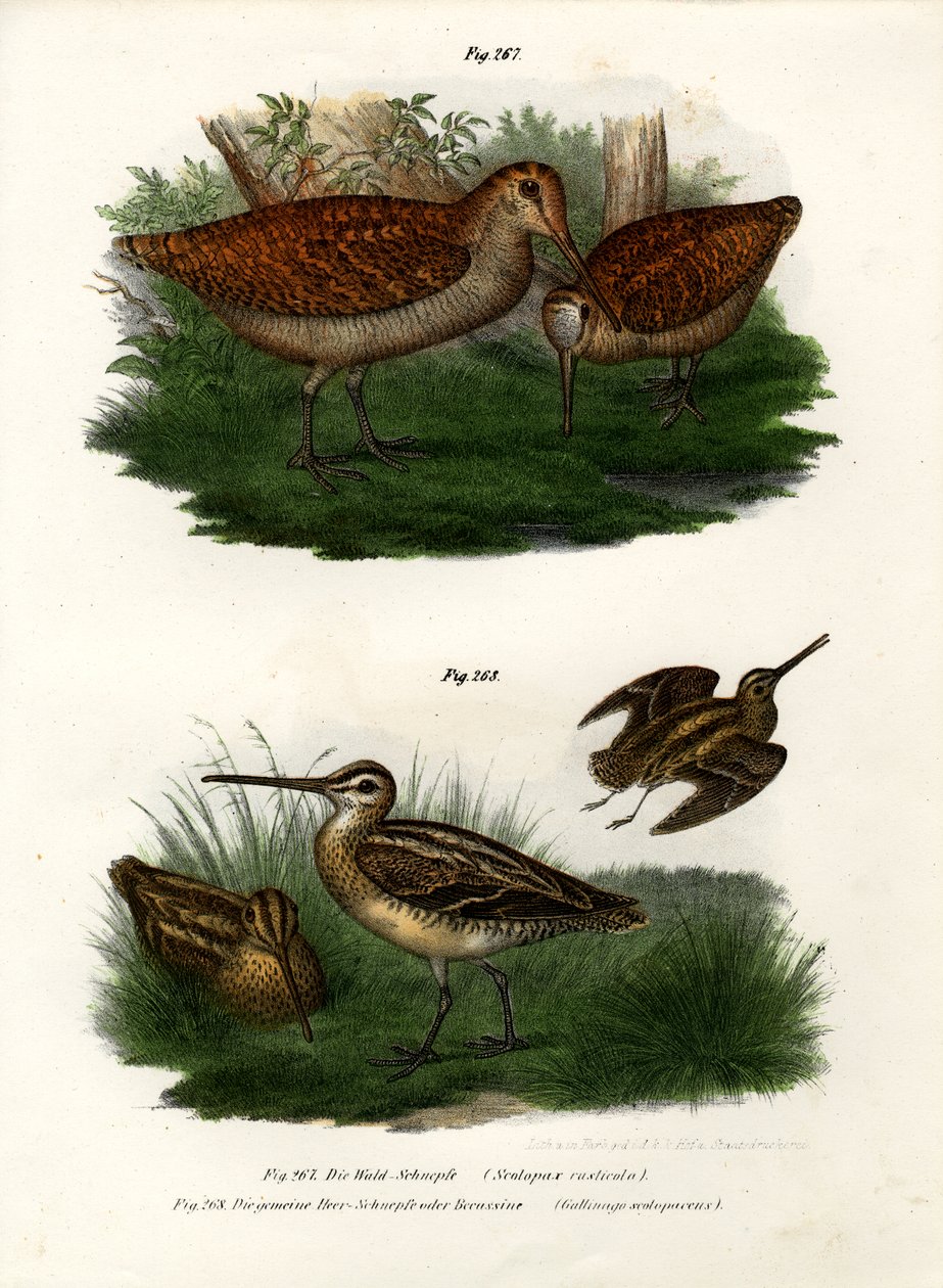 Euraasian puukukko, 1864 tekijältä German School