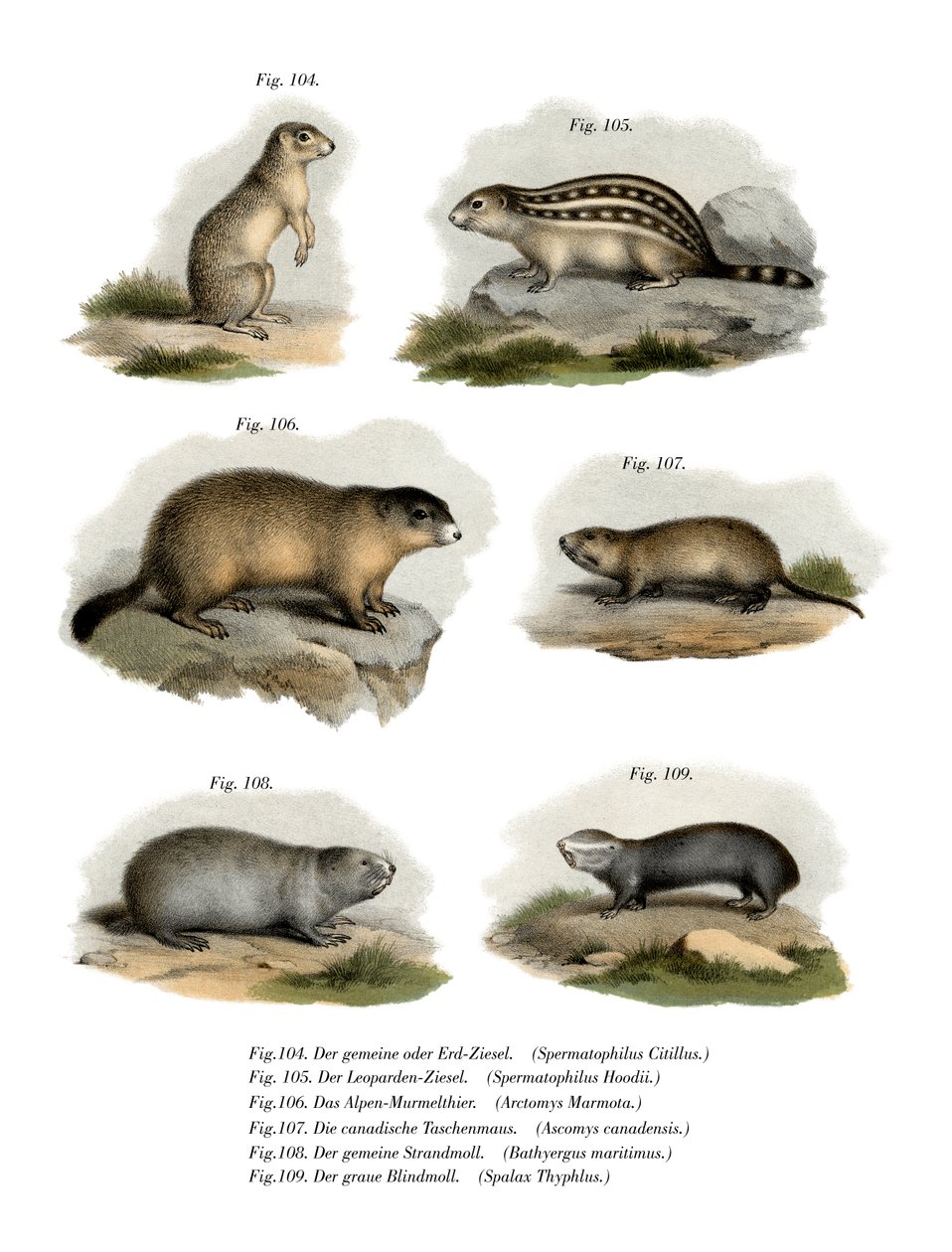 Euroopan maa-orava, 1860 tekijältä German School