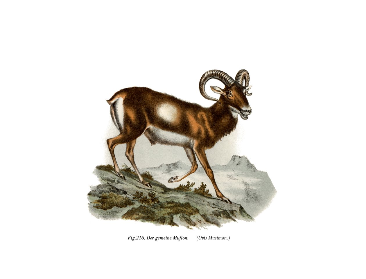 Euroopan muflon, 1860 tekijältä German School