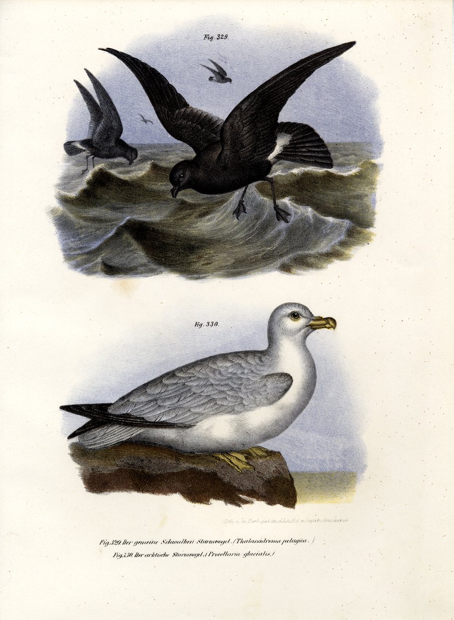 European Storm-Petrel, 1864 tekijältä German School