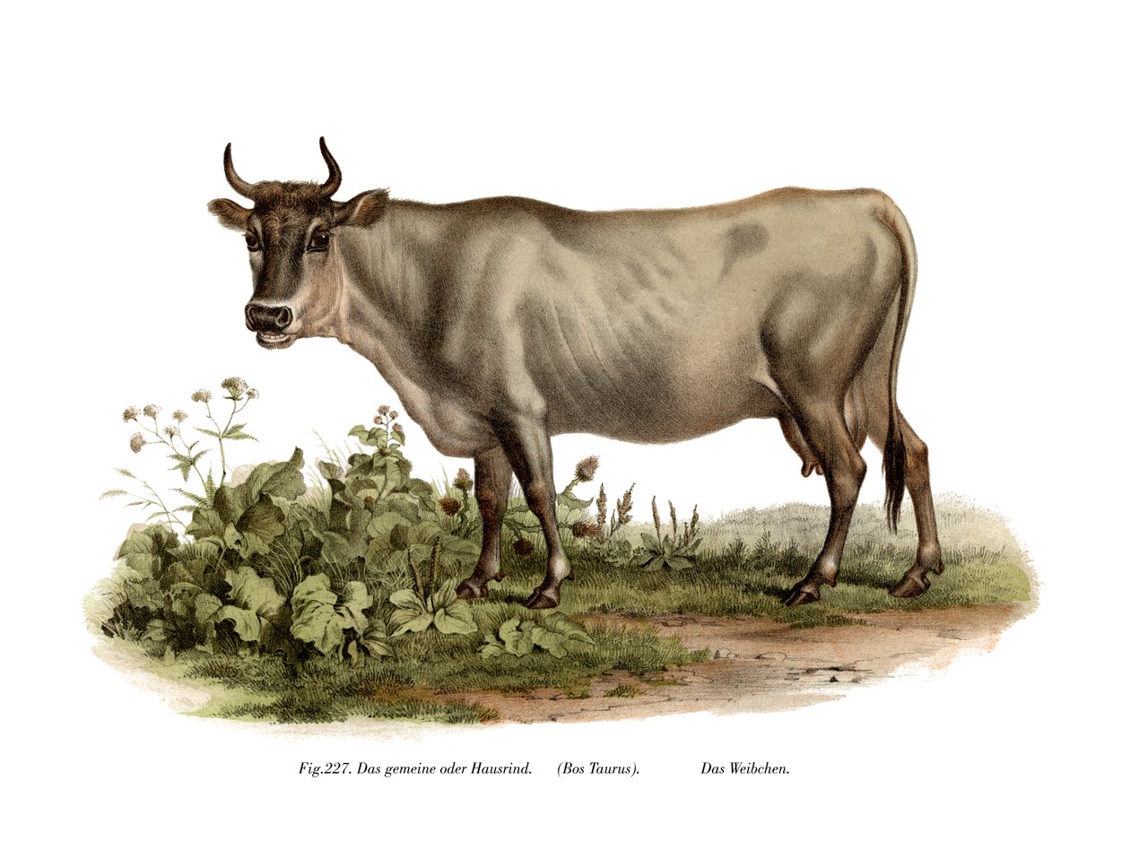 Euroopan karja, 1860 tekijältä German School