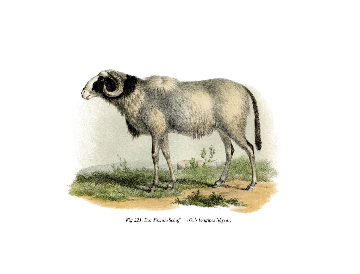 Fezzan-lammas, 1860 tekijältä German School