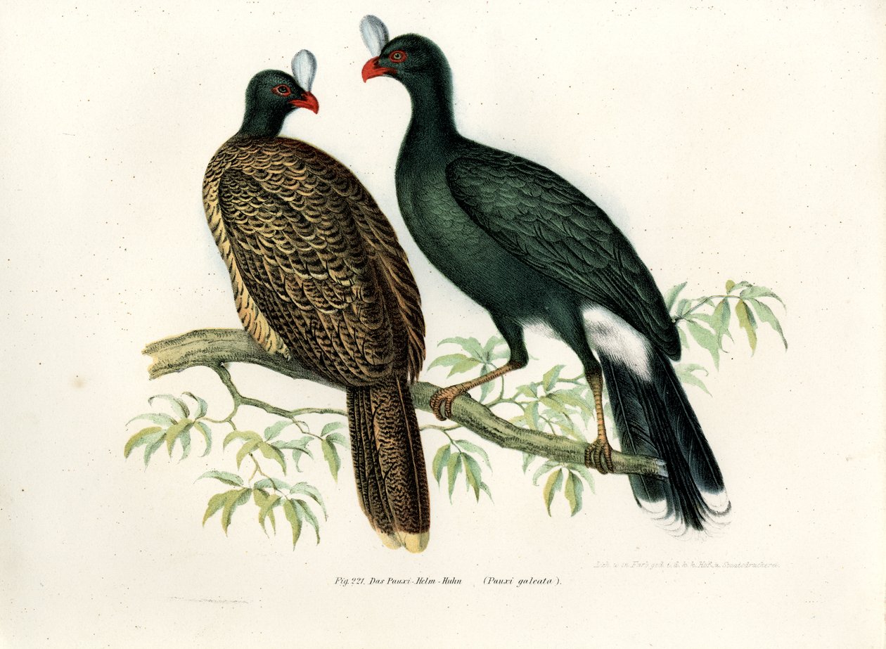 Galeated Curassow, 1864 tekijältä German School