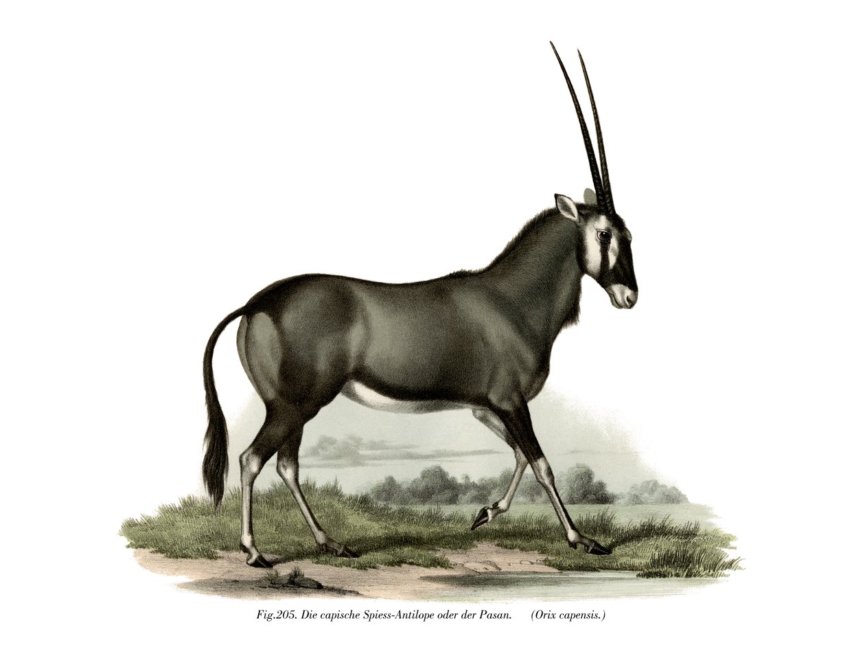 Gemsbok, 1860 tekijältä German School