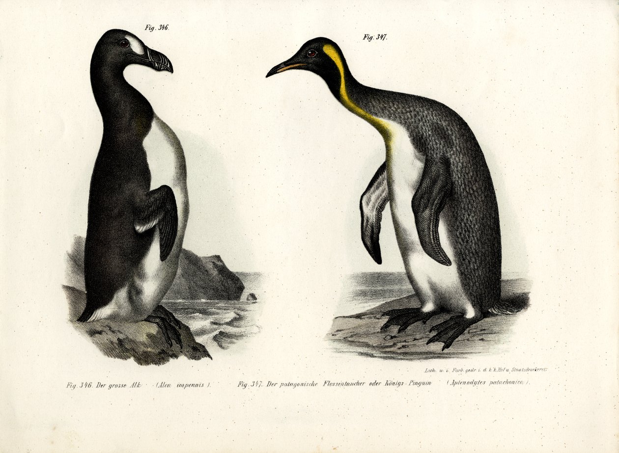 Great Auk, 1864 tekijältä German School