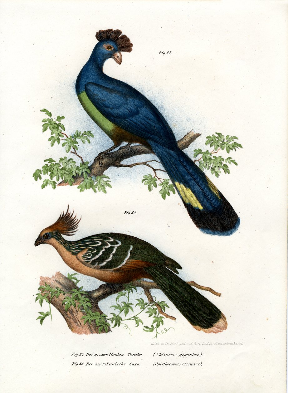 Suuri Turaco, 1864 tekijältä German School
