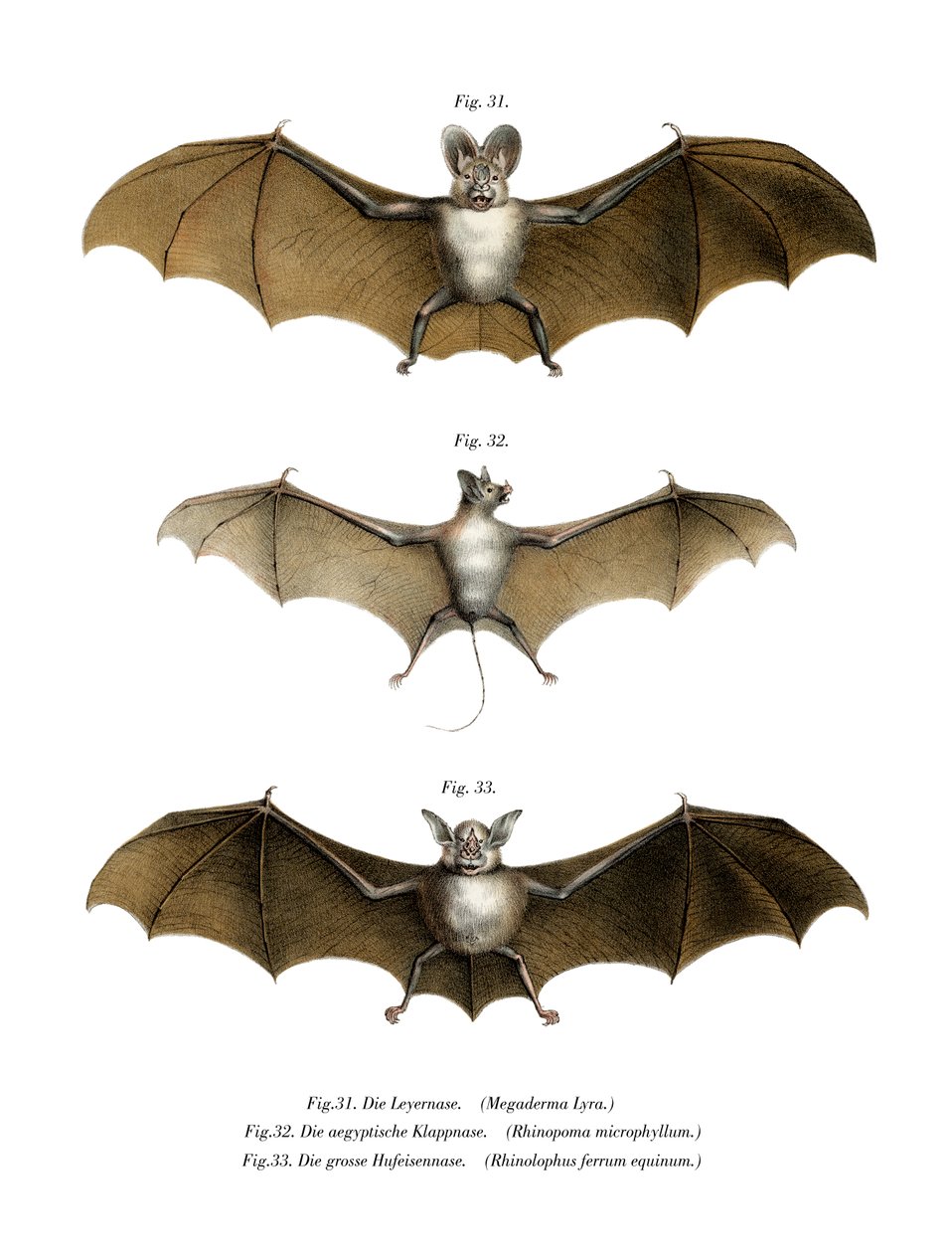 Greater False Vampire Bat, 1860 tekijältä German School