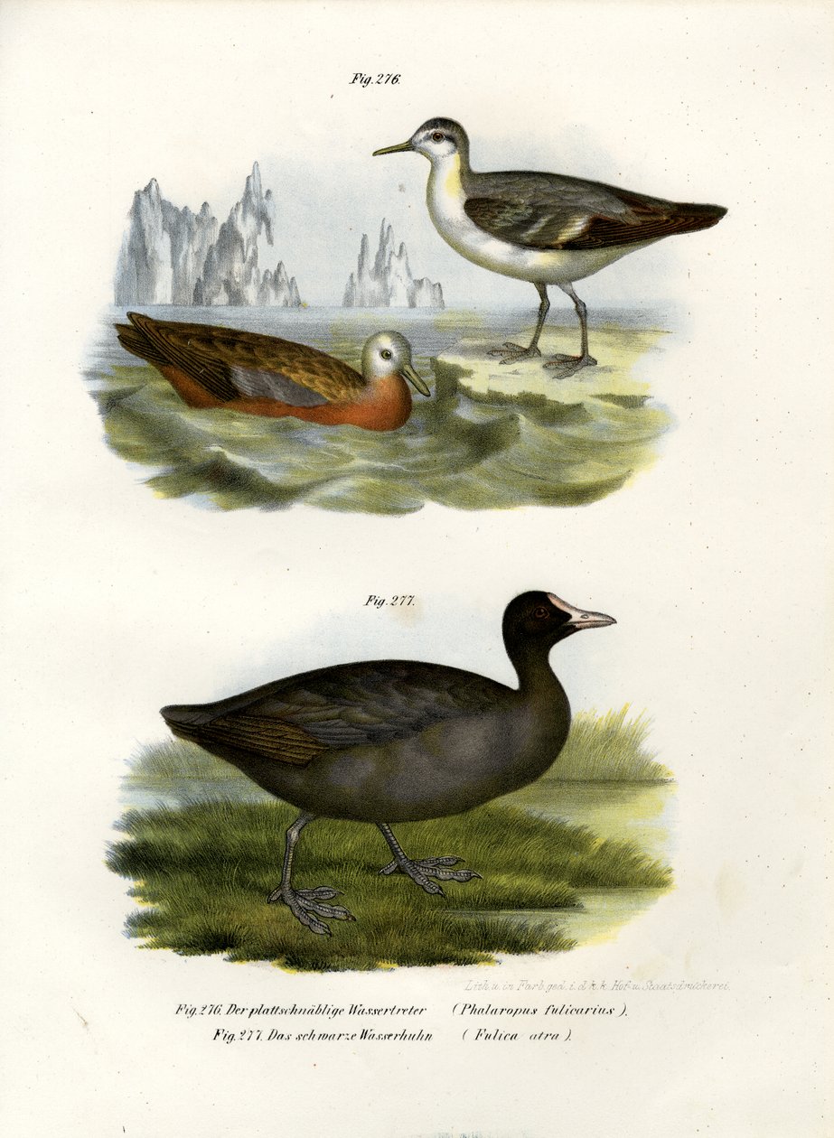 Harmaa phalarope, 1864 tekijältä German School