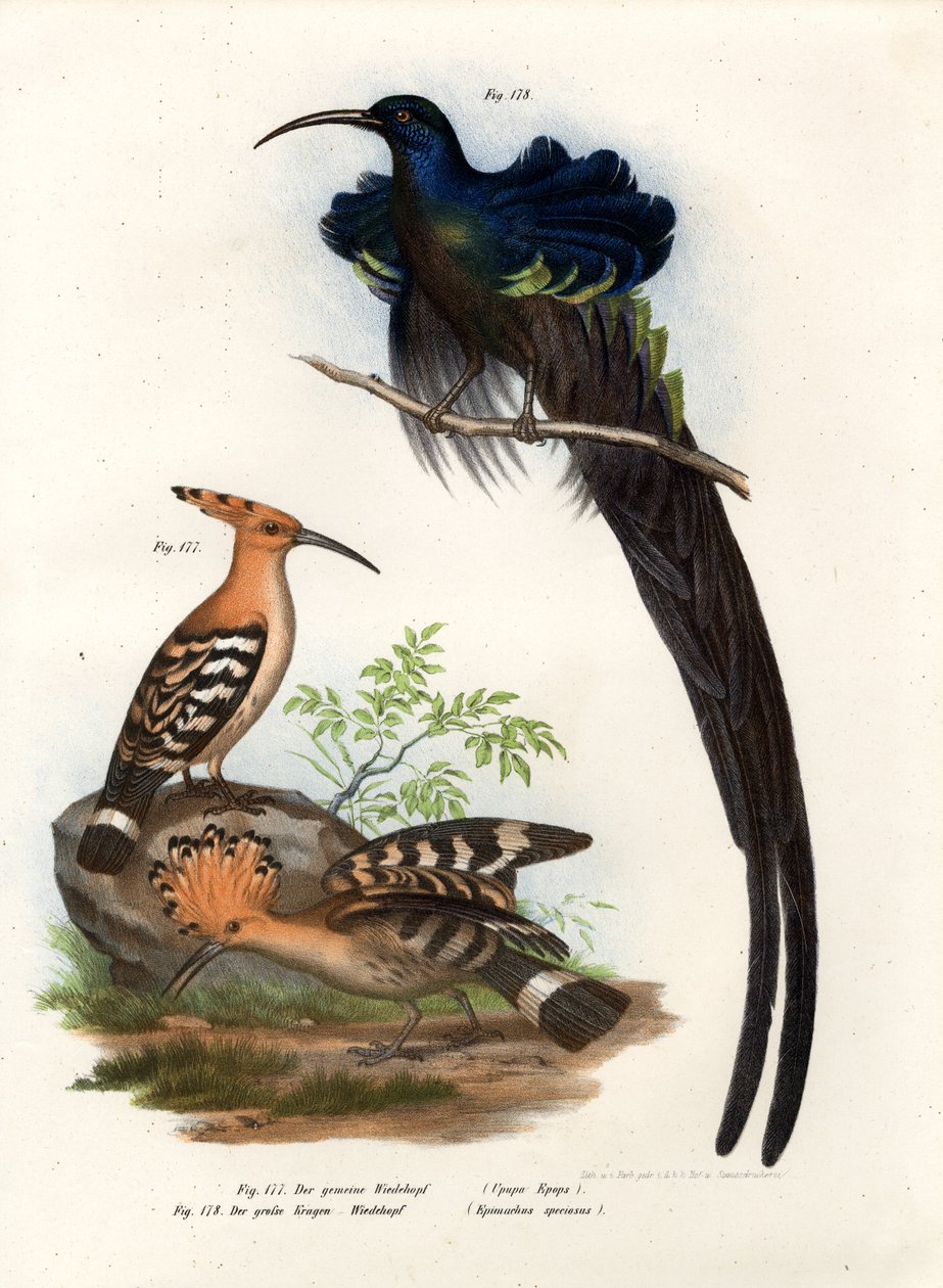 Hoopoe, 1864 tekijältä German School