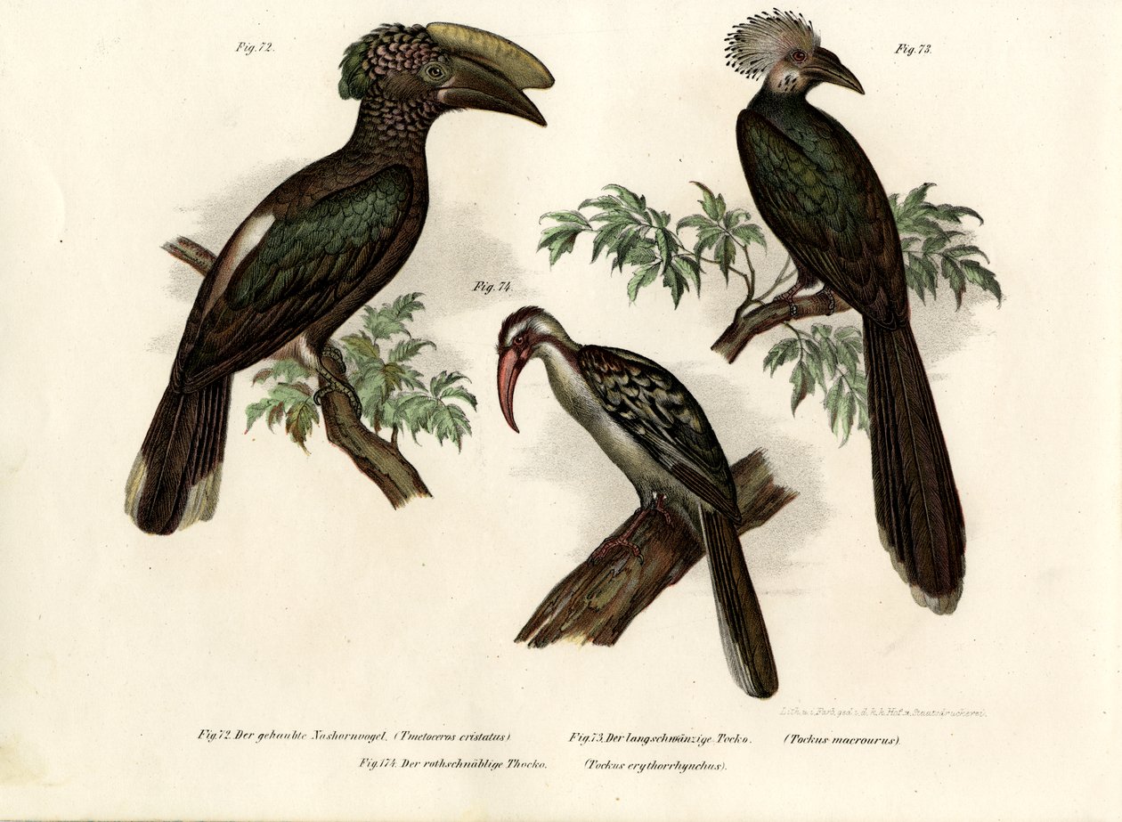 Hornbill, 1864 tekijältä German School