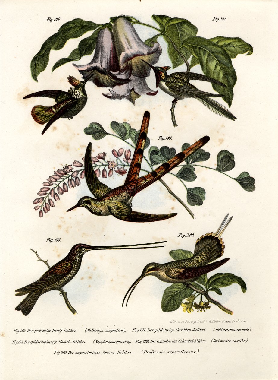 Hummingbird, 1864 tekijältä German School