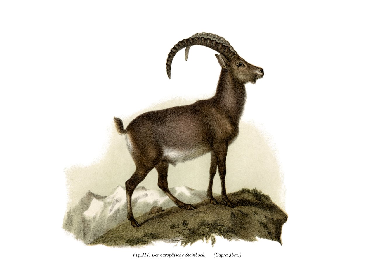 Ibex, 1860 tekijältä German School
