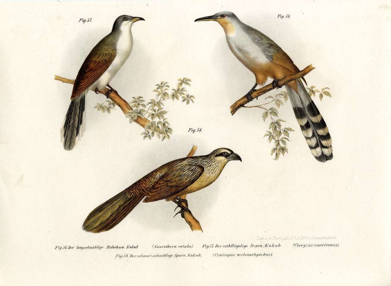 Jamaikan Lizard Cuckoo, 1864 tekijältä German School