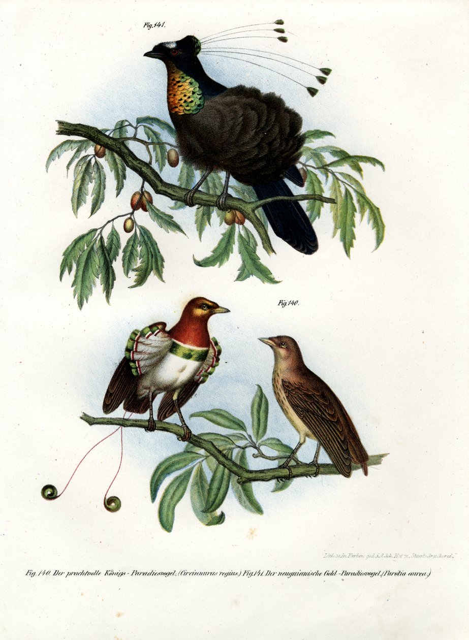 King of Paradise, 1864 tekijältä German School