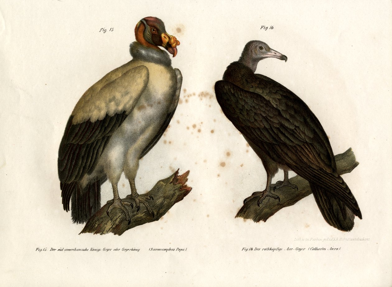 King Vulture, 1864 tekijältä German School
