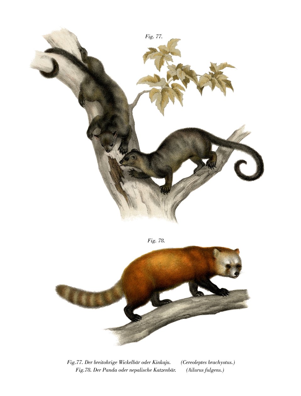 Kinkajou, 1860 tekijältä German School