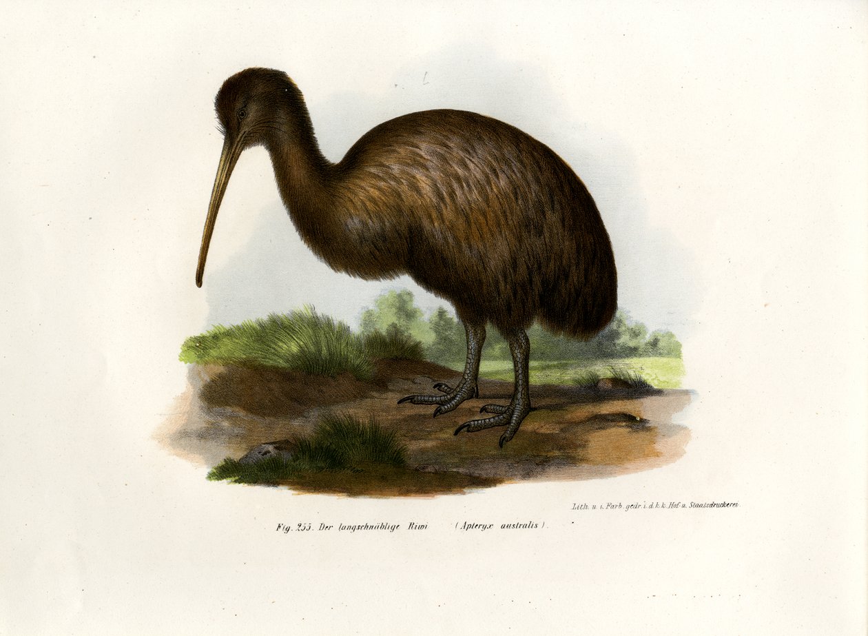 Kiwi, 1864 tekijältä German School