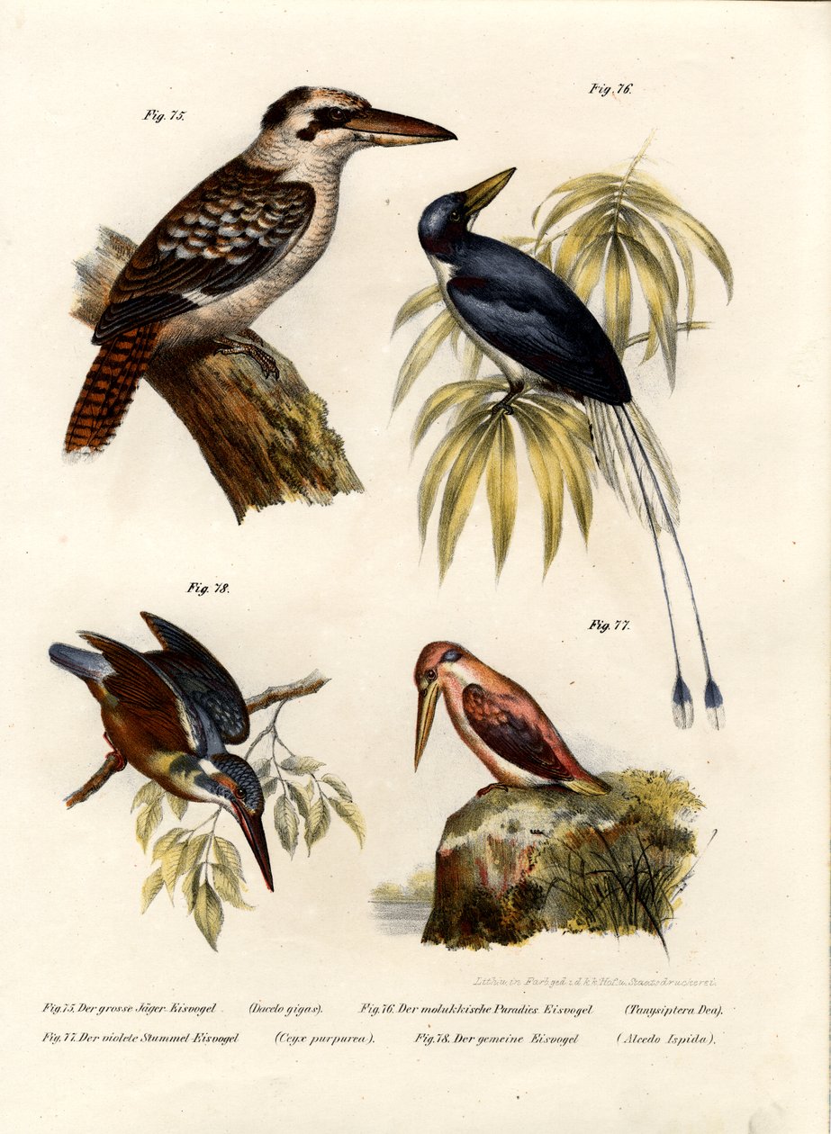 Kookaburra, 1864 tekijältä German School