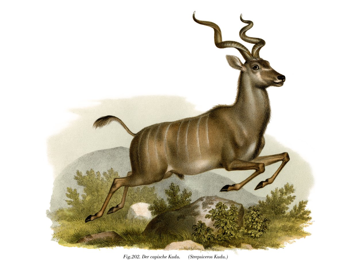 Kudu, 1860 tekijältä German School