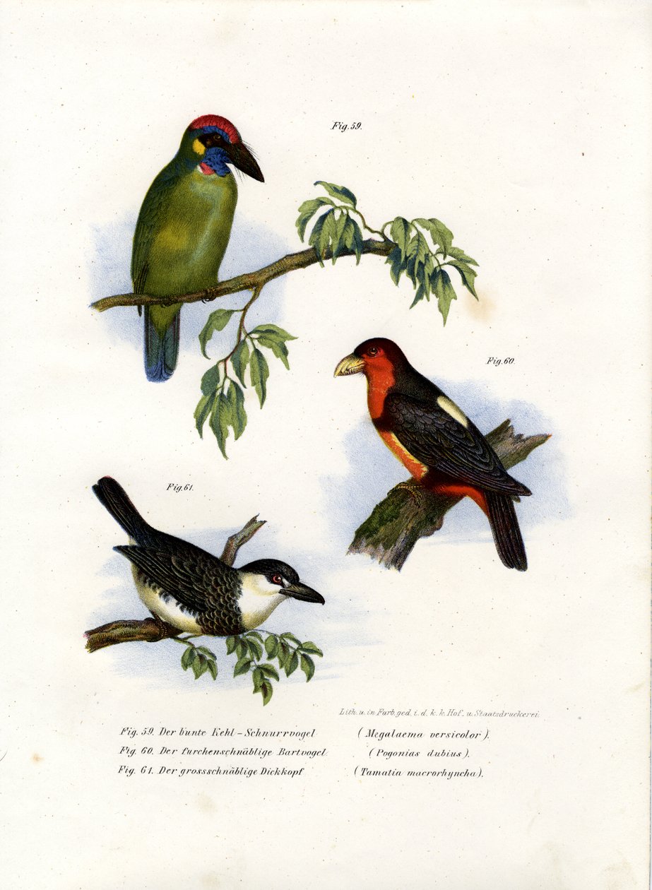 Suuri vihreä barbet, 1864 tekijältä German School