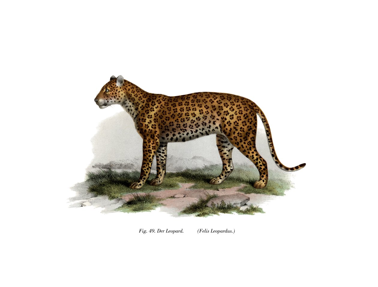 Leopardi, 1860 tekijältä German School