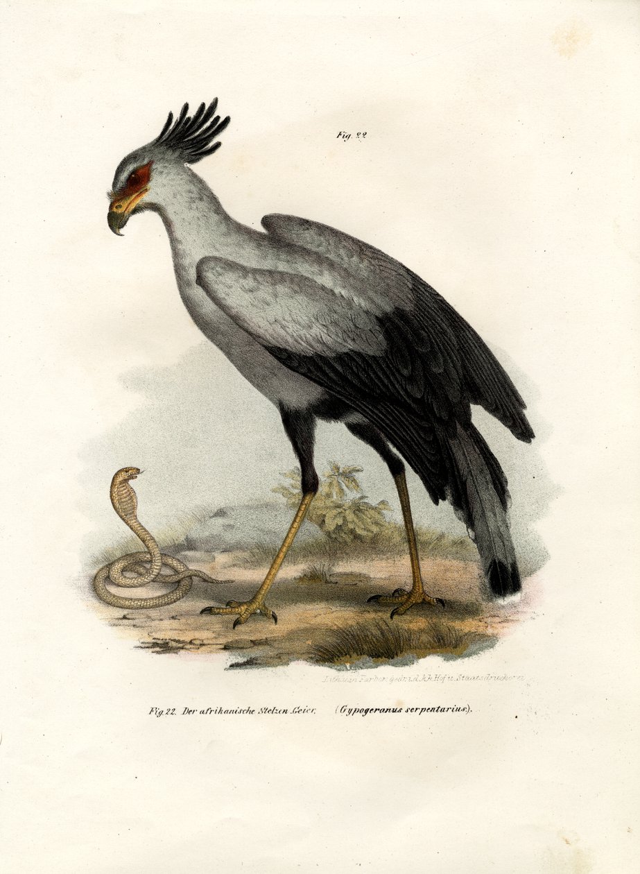 Pitkäjalkainen Raptorial Bird, 1864 tekijältä German School