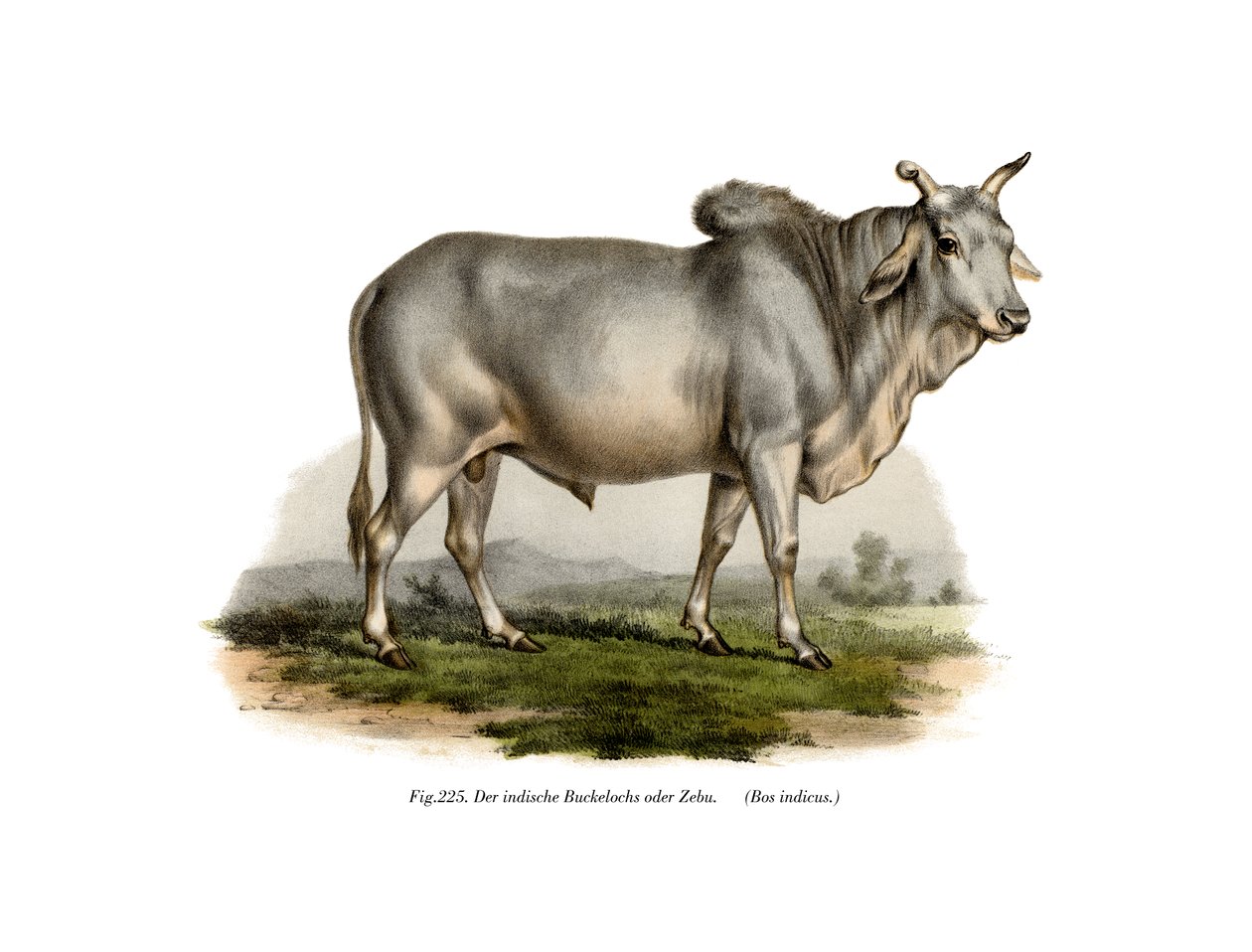 Mali painaa Z korvatakseen lehmän, 1860 tekijältä German School