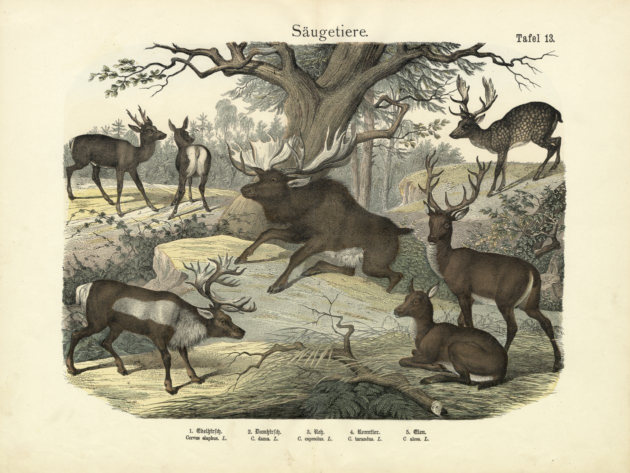 Nisäkkäät, n. 1860 tekijältä German School