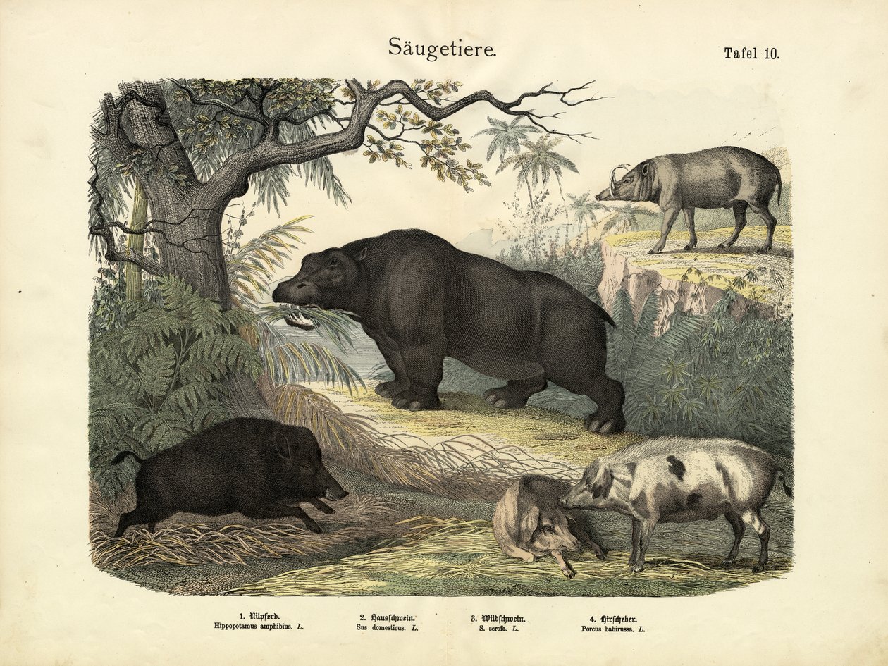 Nisäkkäät, n. 1860 tekijältä German School