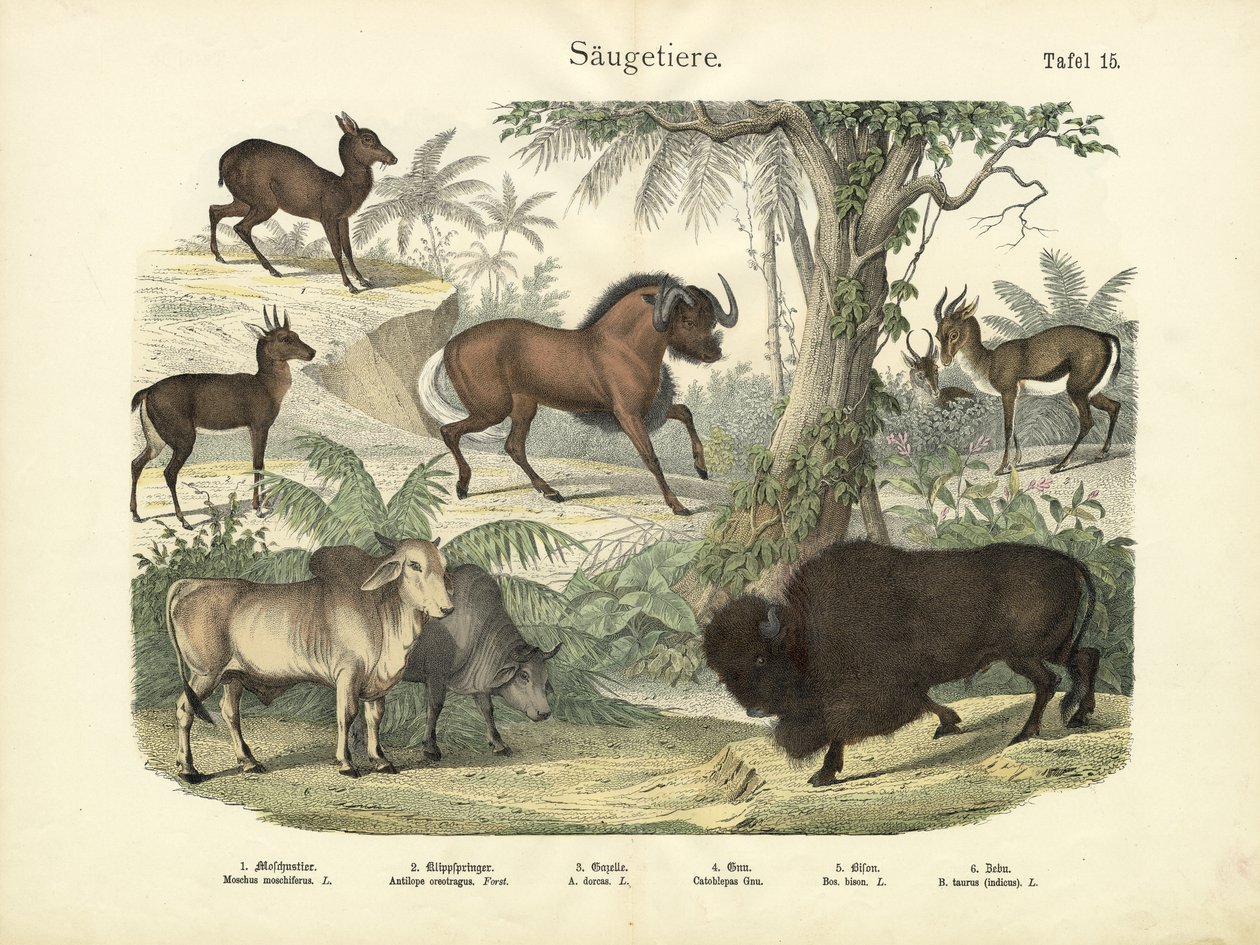 Nisäkkäät, n. 1860 tekijältä German School