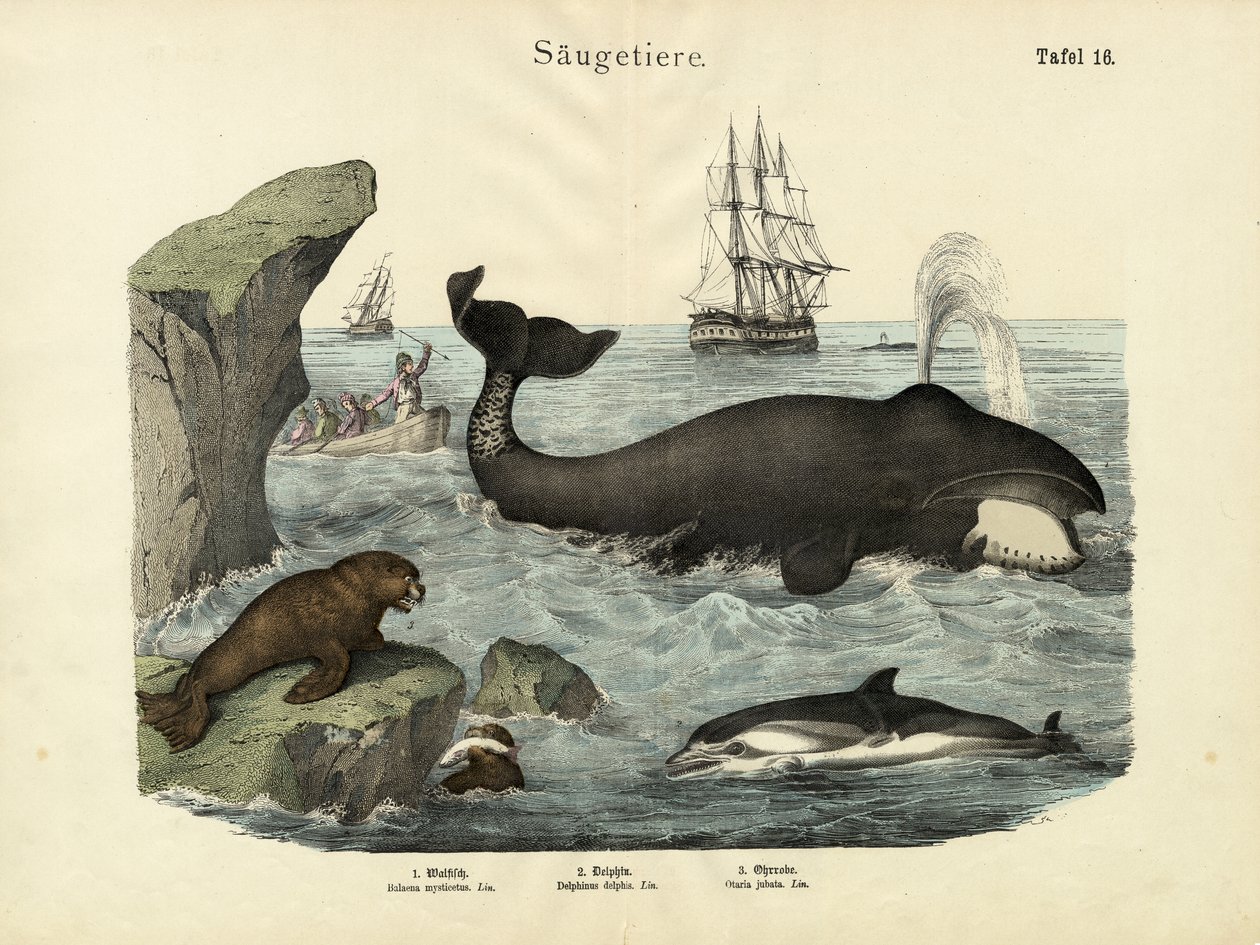 Nisäkkäät, n. 1860 tekijältä German School