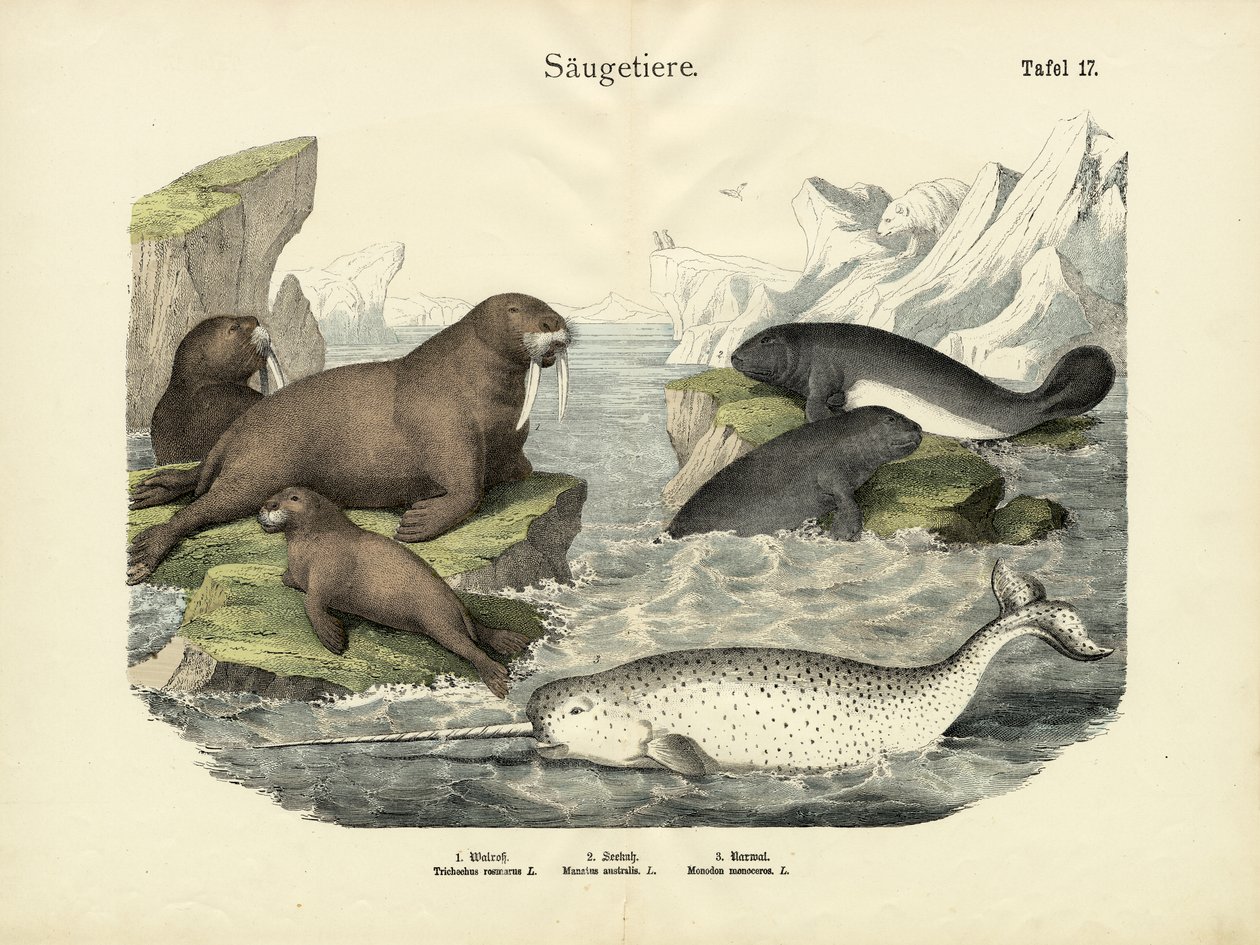 Nisäkkäät, n. 1860 tekijältä German School