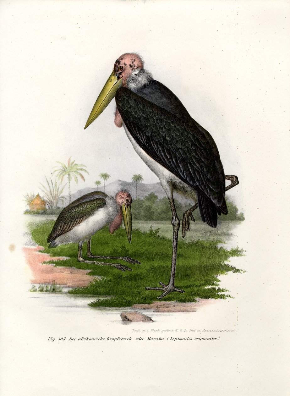 Marabou, 1864 tekijältä German School