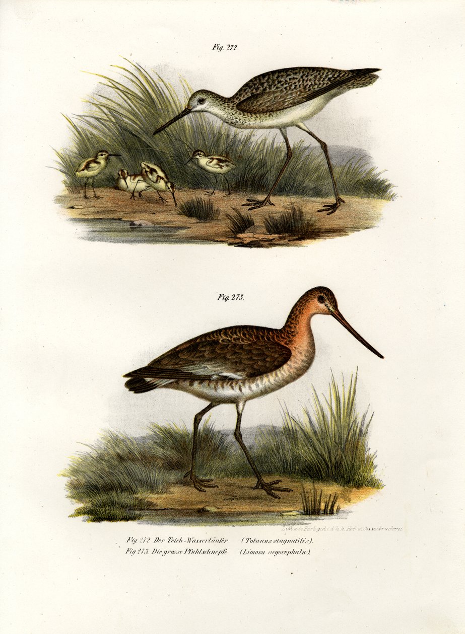 Marsh Sandpiper, 1864 tekijältä German School