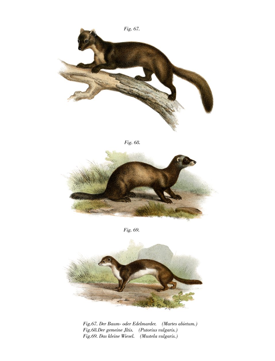 Marten, 1860 tekijältä German School