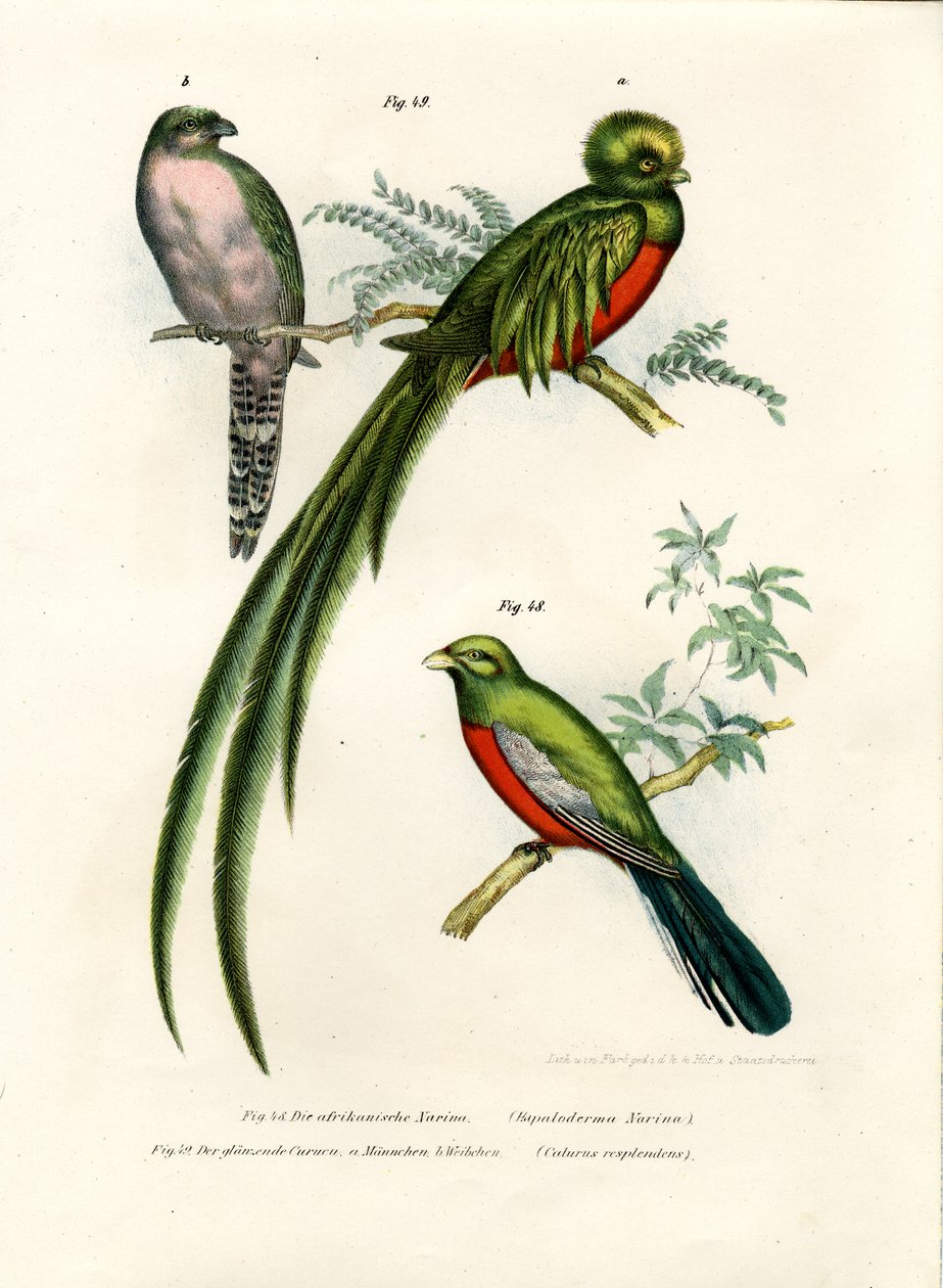 Narina Trogon, 1864 tekijältä German School
