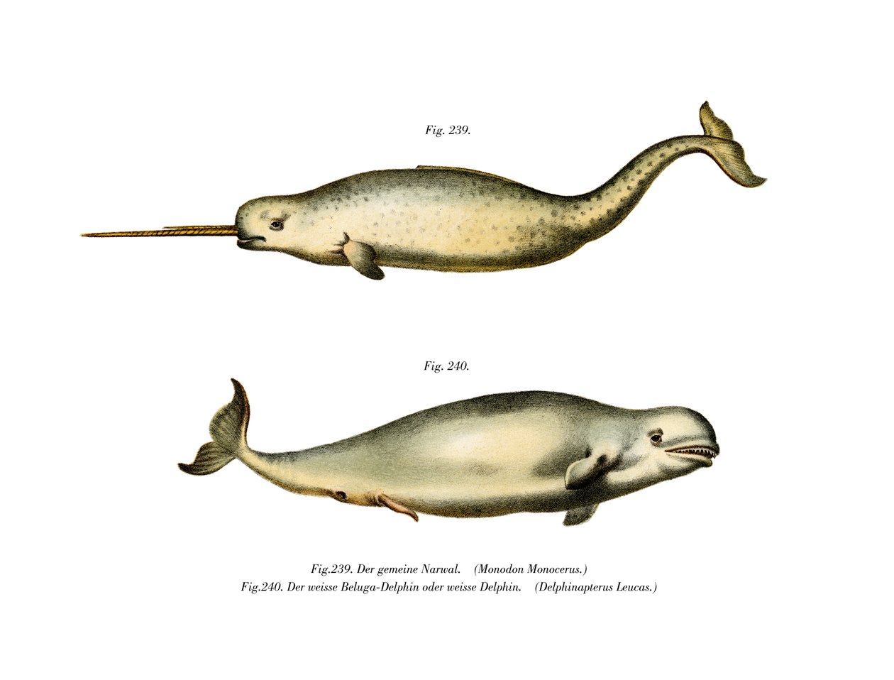 Narwhal, 1860 tekijältä German School